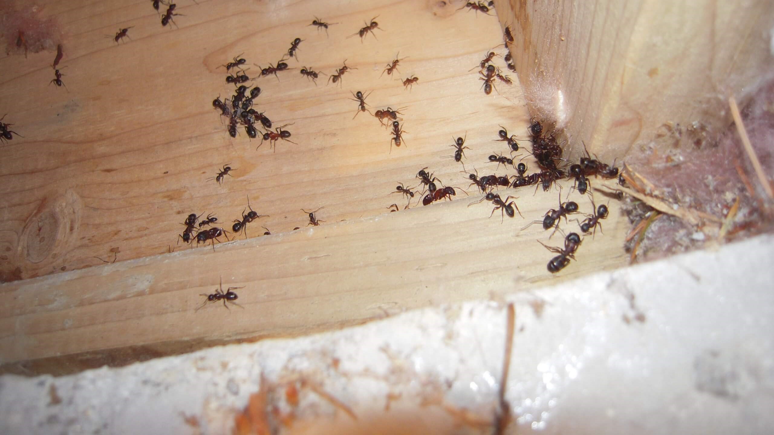 Ants Infestation